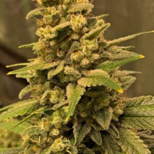 Gorilla Glue #4 FAST Feminized Seeds - BULK x 100