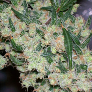 G13 Feminized Seeds - BULK x 100