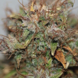 Blue Dream Auto Feminized Seeds - BULK x 100