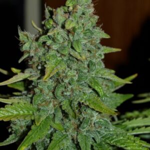 Blue Cheese Auto Feminized Seeds - BULK x 100