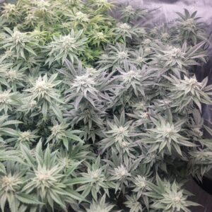 Godfather OG Feminized Seeds - BULK x 100