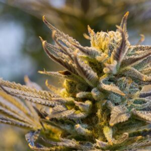 Cookies x Gorilla Feminized Seeds - BULK x 100