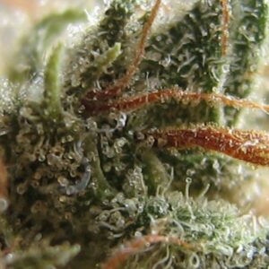 Zkittlez x Gorilla Feminized Seeds - BULK x 100