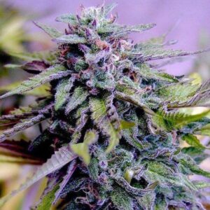Grandaddy Purple Feminized Seeds - BULK x 100