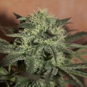 Lemon Skunk Feminized Seeds - BULK x 100