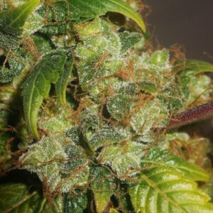 DMT Feminized Seeds - BULK x 100