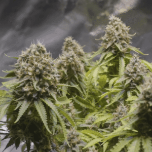 Critical 2.0+ Auto Feminized Seeds - BULK x 100