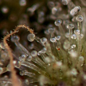 DMT Auto Feminized Seeds - BULK x 100