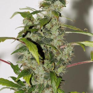 Purple Haze Feminized Seeds - BULK x 100
