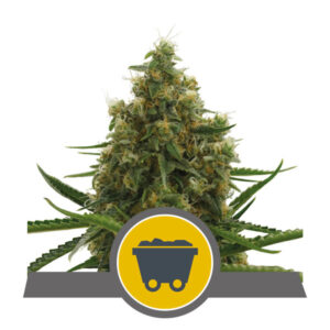 Shining Silver Haze Regular Seeds - 10