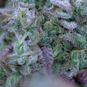 Chemdawg Auto Feminized Seeds - BULK x 100