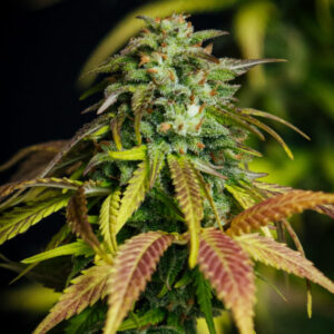 Durban Poison Auto Feminized Seeds - BULK x 100