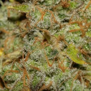 Obama Kush Auto Feminized Seeds - BULK x 100