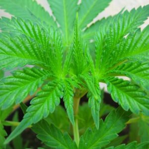 Skywalker Auto Feminized Seeds - BULK x 100