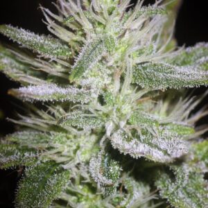 White Runtz Auto Feminized Seeds - BULK x 100