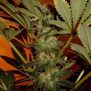 Zookies Auto Feminized Seeds - BULK x 100