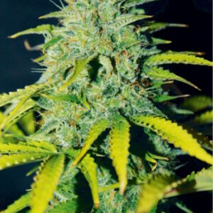 Ice Cream Cake FAST Feminized Seeds - BULK x 100
