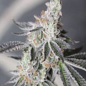 Animal Mints Feminized Seeds - BULK x 100