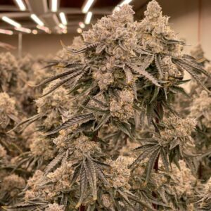 Apple Fritter Feminized Seeds - BULK x 100