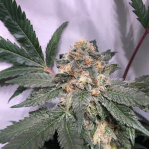 Biscotti Feminized Seeds - BULK x 100
