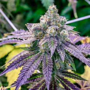 Fruity Pebbles Feminized Seeds - BULK x 100