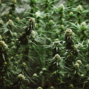 Garlic Breath Feminized Seeds - BULK x 100