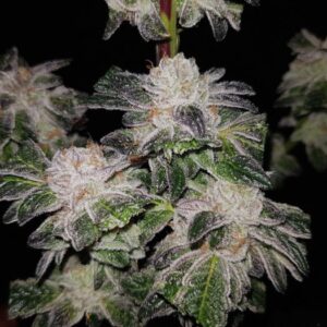 GMO Cookies Feminized Seeds - BULK x 100