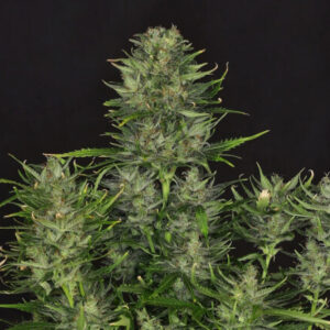 Lava Cake Feminized Seeds - BULK x 100