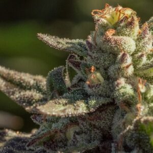 Fuegisima Fast Feminized Seeds
