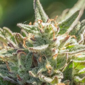 Mythic Cheetah Fast Feminized Seeds