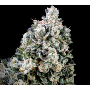 Papaya Candy Fast Feminized Seeds
