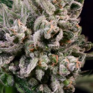 Peanut Butter Breath Fast Feminized Seeds
