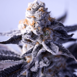 Hazy Girl Feminized Seeds