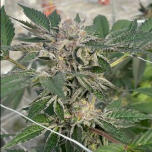 Willy's Winery Feminized Seeds