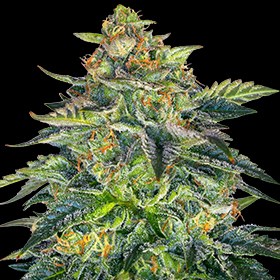 London Cream Cake Auto Feminized Seeds