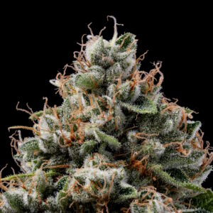 Sour Best Afghani Regular Seeds