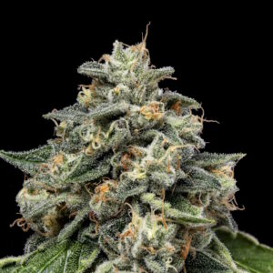 Kosher Afghan Kush Regular Seeds