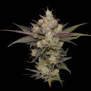 Northern Lights OG Regular Seeds