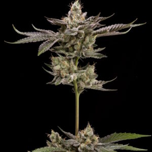 Northern Lemons Regular Seeds