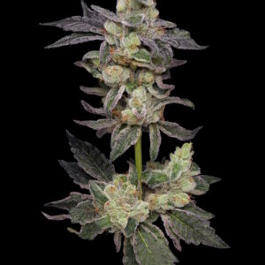 Northern Runtz Regular Seeds