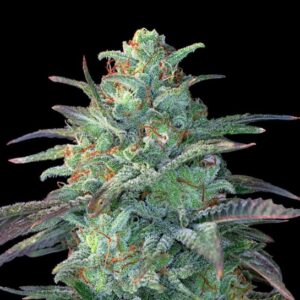 Eggnog OG Feminized Seeds