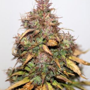 Stardawg Auto Feminized Seeds - BULK x 100