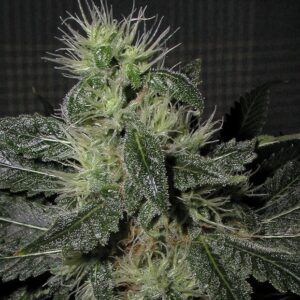 Alien OG Auto Feminized Seeds - BULK x 100