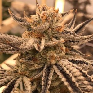 Cereal Milk Feminized Seeds - BULK x 100
