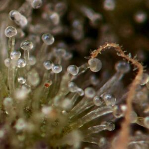 White Truffle Feminized Seeds - BULK x 100