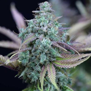 Slurricane Feminized Seeds - BULK x 100