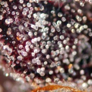 Apples & Bananas Feminized Seeds - BULK x 100