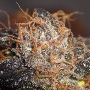 Apples & Bananas Auto Feminized Seeds - BULK x 100
