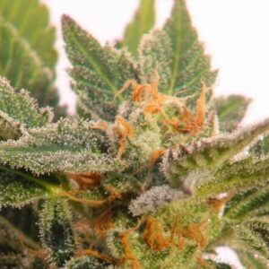 Cherry Pie FAST Feminized Seeds - BULK x 100