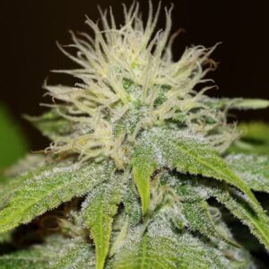 Green Crack FAST Feminized Seeds - BULK x 100